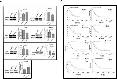 IL-37 Confers Anti-Tumor Activity by Regulation of m6A Methylation